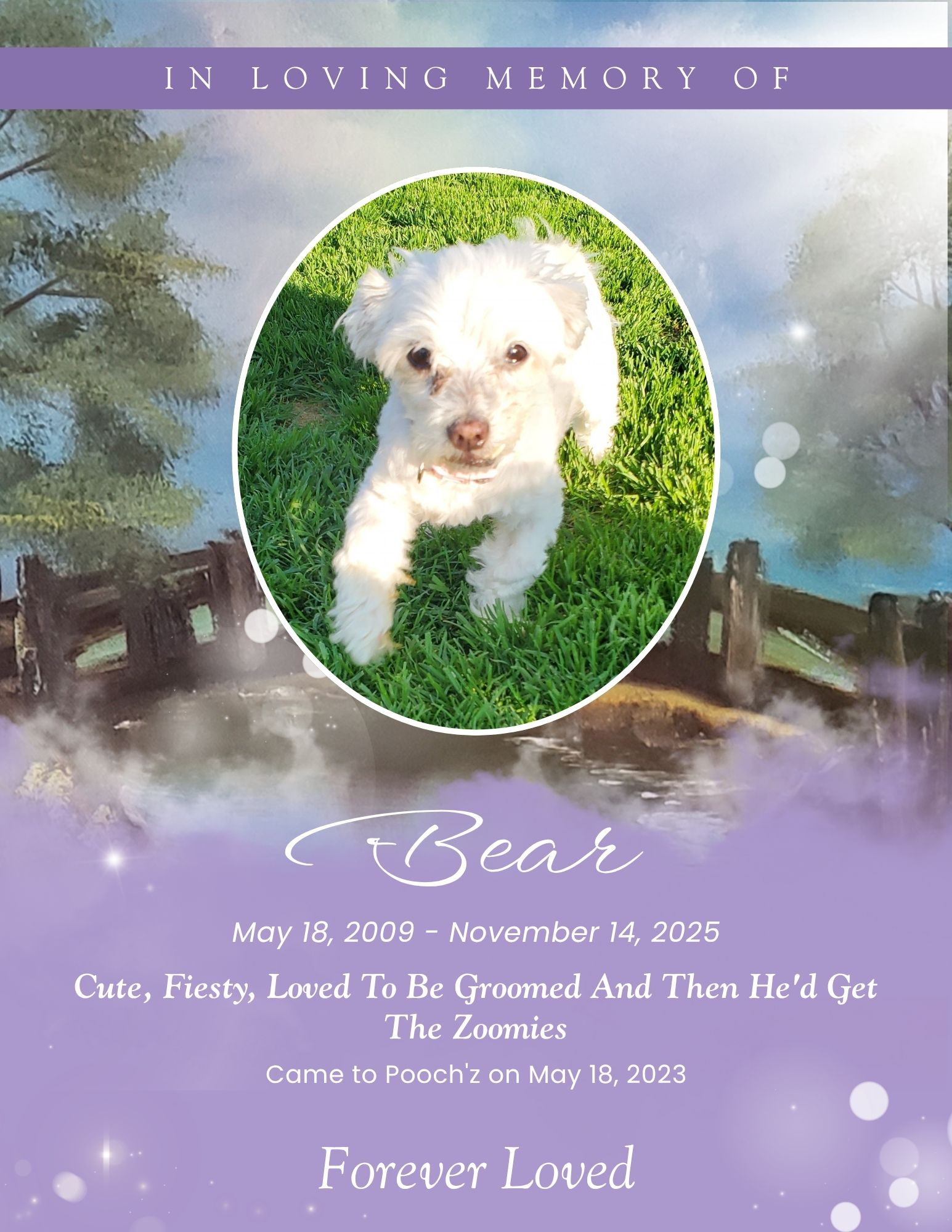 Bear
