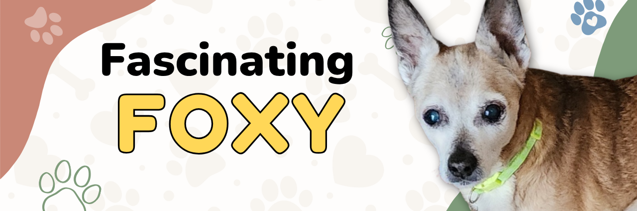 Foxy