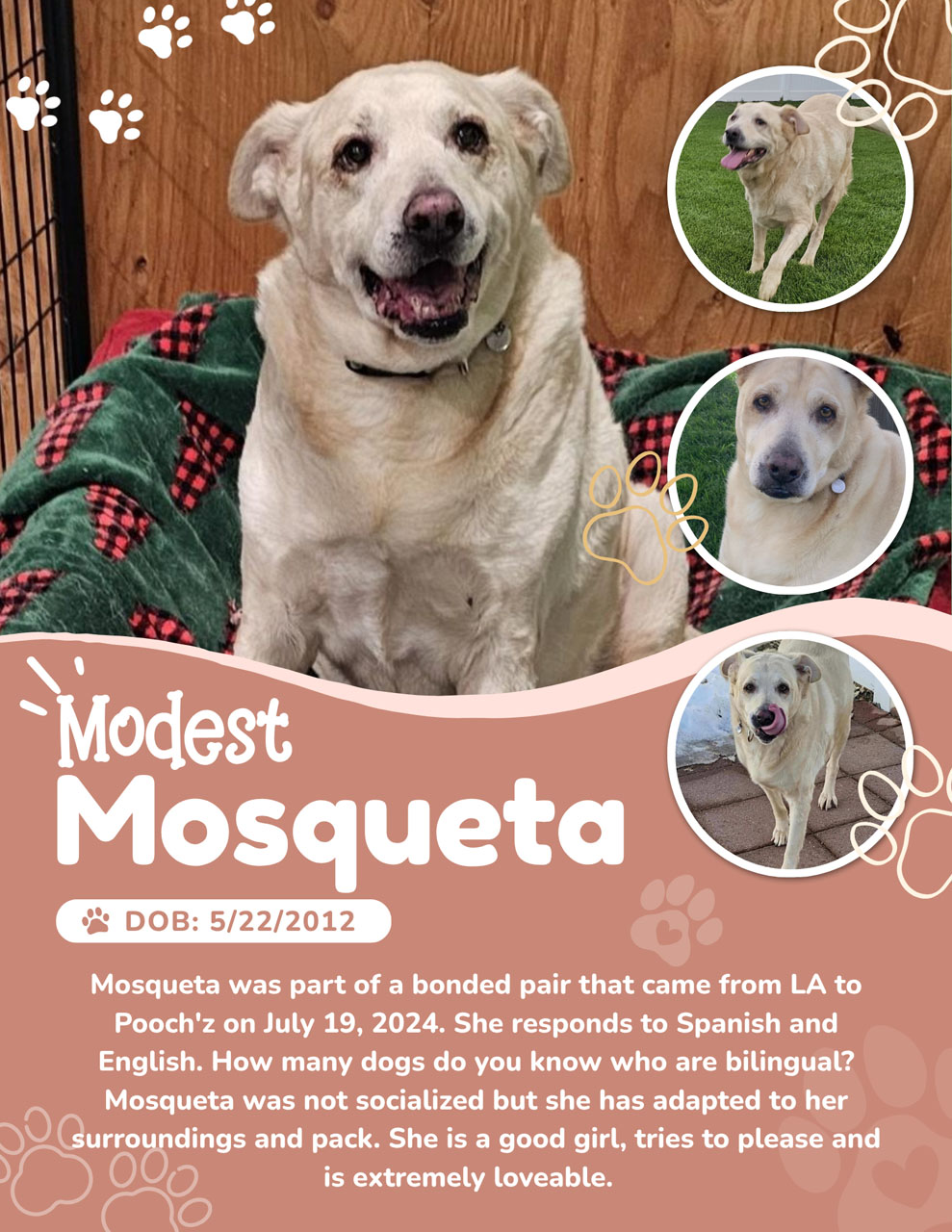Mosqueta