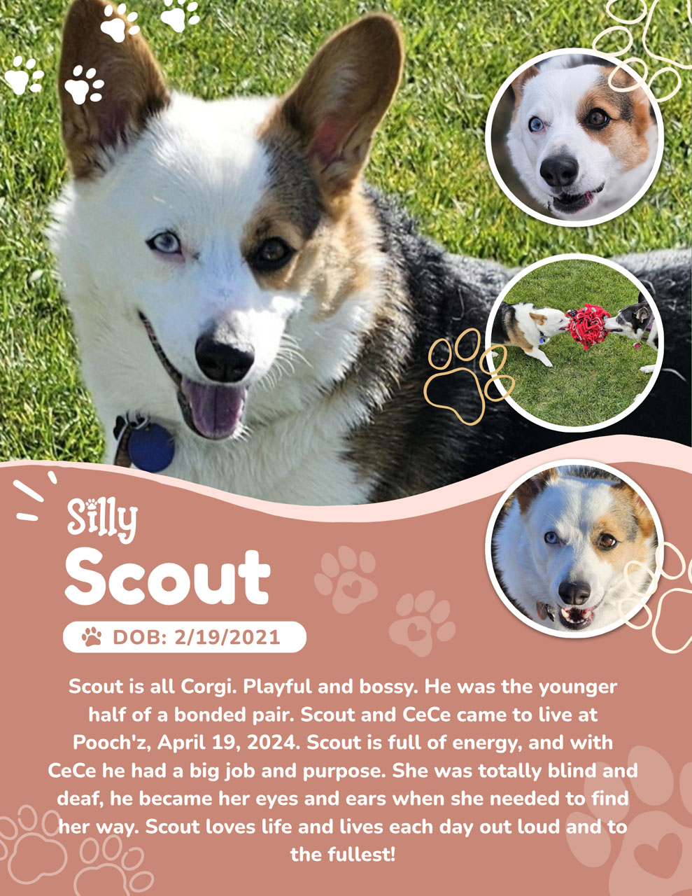 Scout