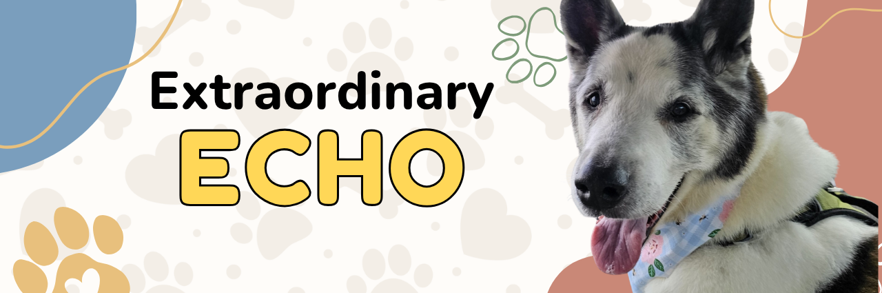 Echo