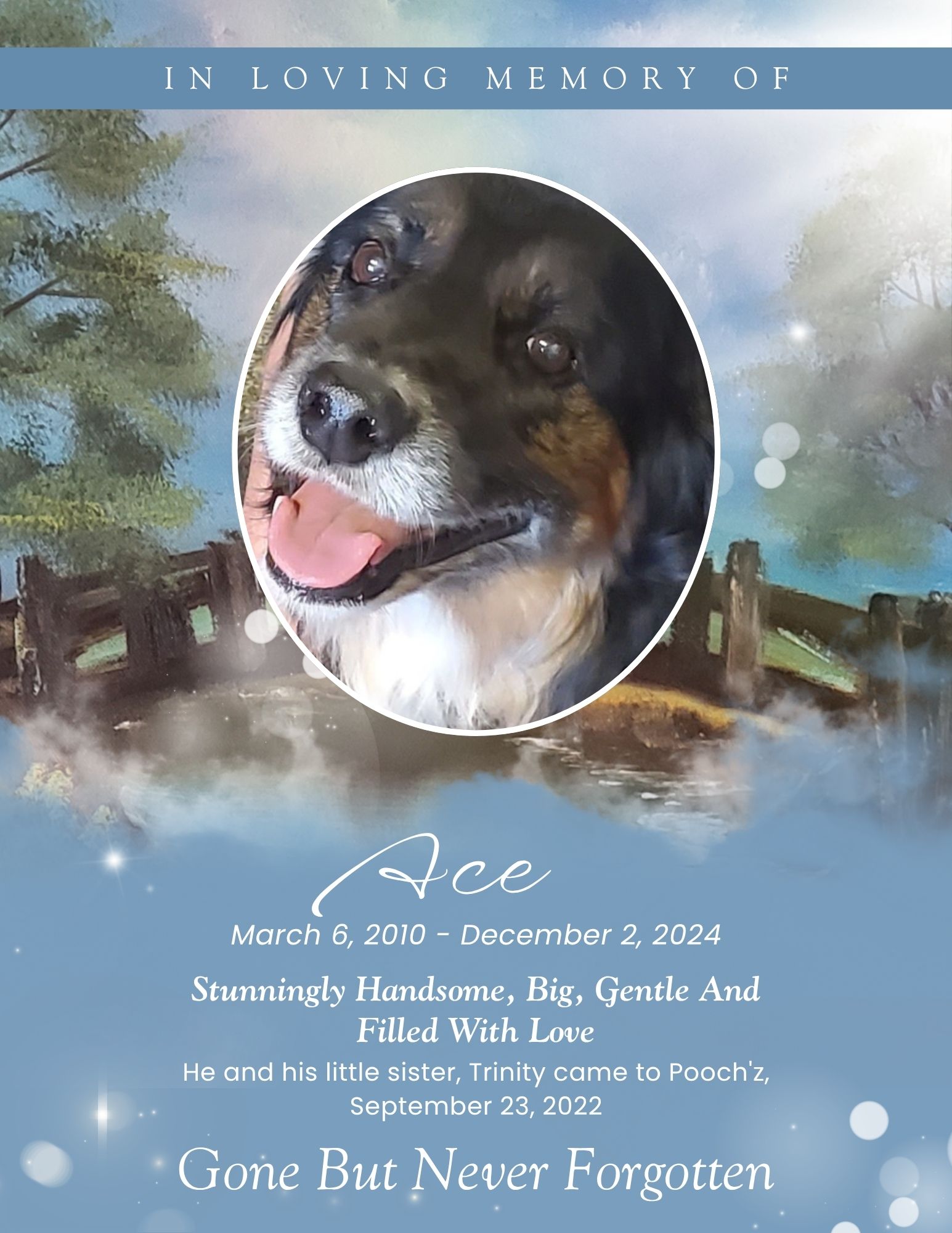 Ace